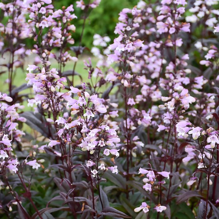Wg Penstemon Blackbeard Pp30052 0002 High Res, drought tolerant hummingbird plants, penstemon