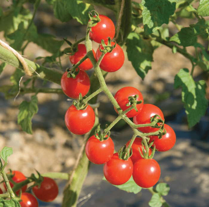 Jasper Tomato