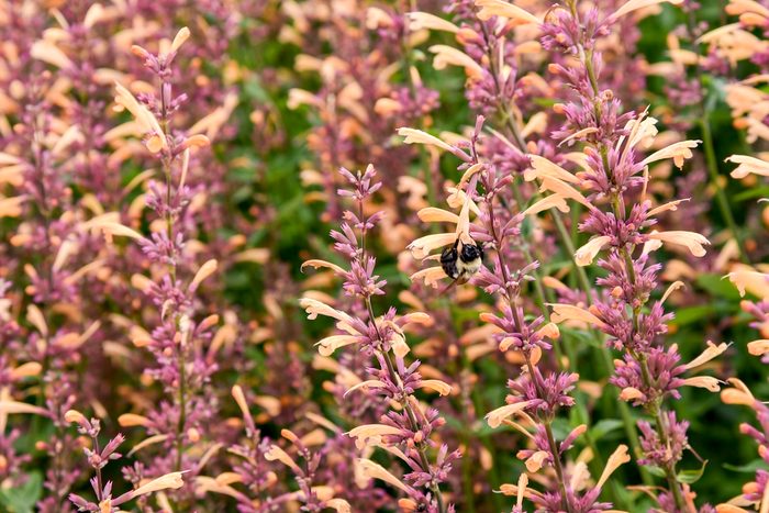 Pw Agastache Queen Nectarine Apj21 8