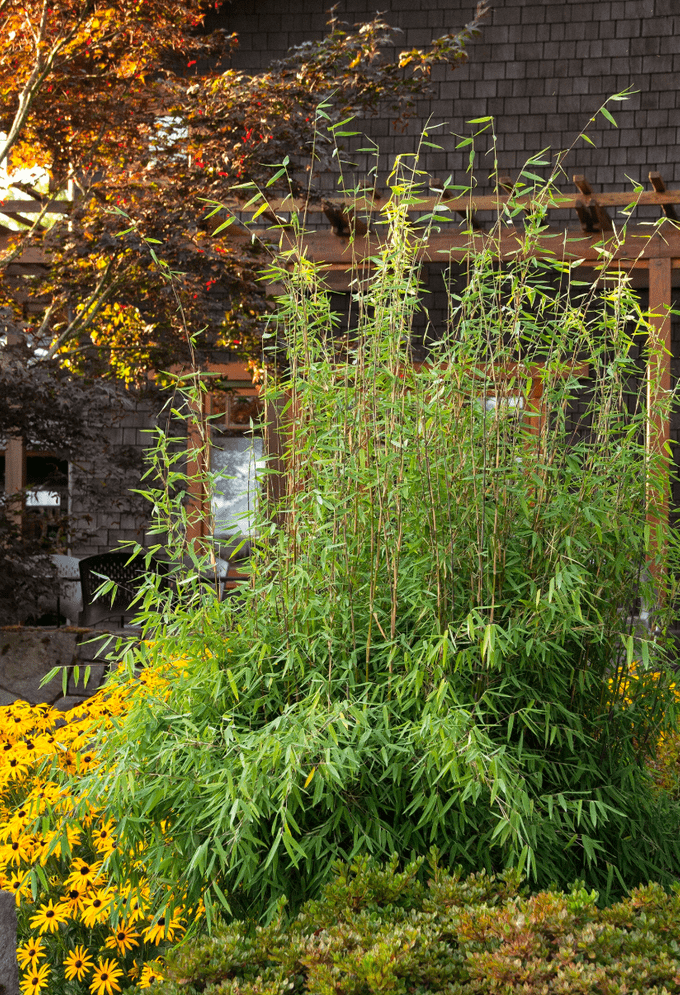 Red Clumping Bamboo