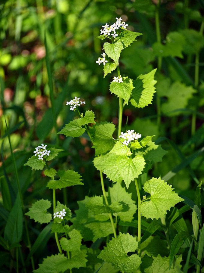 Shutterstock 1097057009, garlic mustard