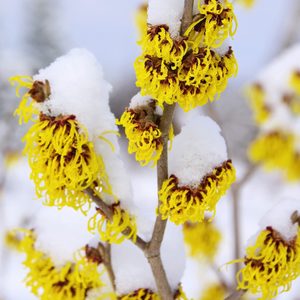 witch hazel plant
