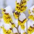 Witch Hazel Plant Care and Growing Tips