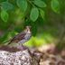 How to Identify a Swainson's Thrush