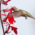 Do Hummingbirds Deplete Nectar From Flowering Plants?
