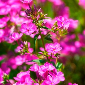 Beautiful Pink Phlox In A Summer Garden. N3 Springfall Smooth Phlox (phlox Glaberrima), Brandywine Valley, New Castle County, Delaware, June 2016.