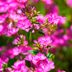 Find the Perfect Phlox Flower for Your Garden