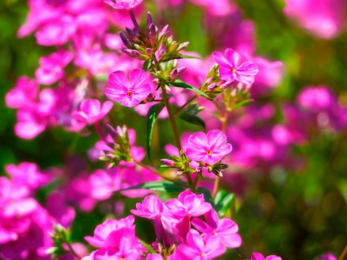 Find the Perfect Phlox Flower for Your Garden