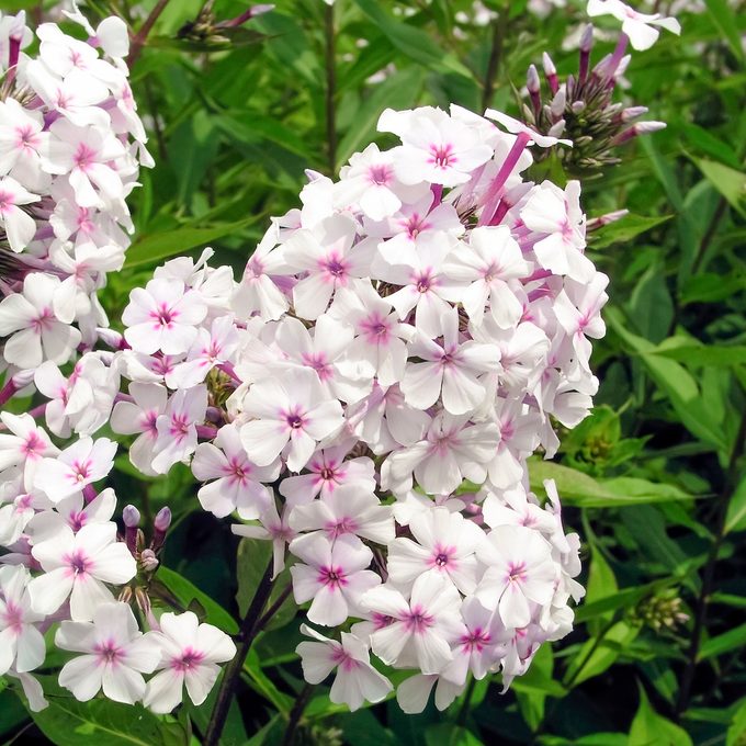 Phlox Paniculata Delta Snow