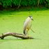 How to Identify a Black-Crowned Night-Heron