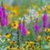 Expert Tips to Attract Hummingbirds in Winter