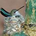 You Won't Believe How a Birder Protected a Hummingbird Nest