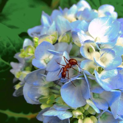 Ants in Your Garden: The Good, the Bad and the Ugly