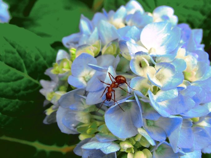 Ants in Your Garden: The Good, the Bad and the Ugly