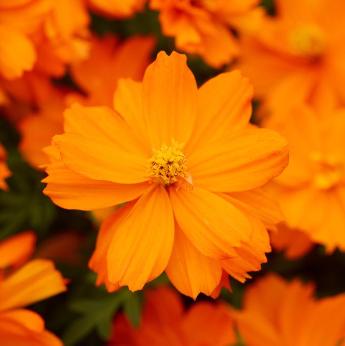 Ball Cosmos Sulphureus Mandarin Bloom