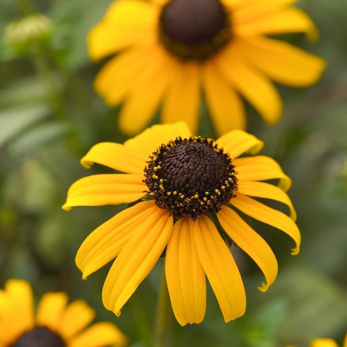 Ball Rudbeckia Fulgida Goldblitz, rainbow garden