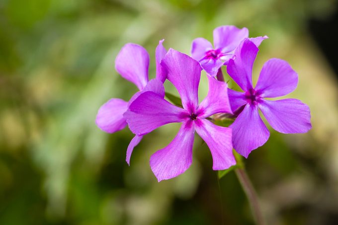 Purple Prairie Phlox With Green Background In Soft Focus