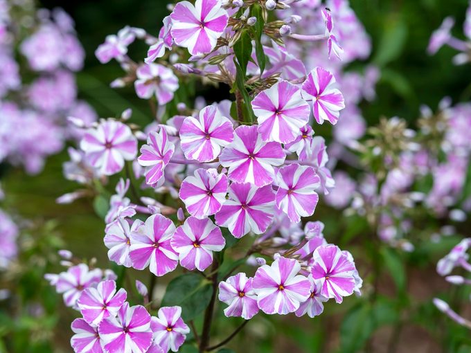 Close Up Of Purple Flowering Plants,yorkshire,united Kingdom,uk