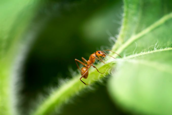 ants in garden, fire ant