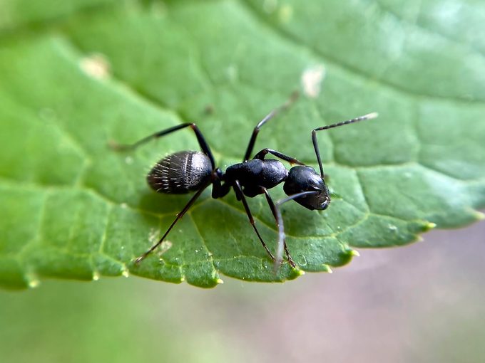 Eastern Black Carpenter Ant Camponotus Pennsylvanicus,wellesley,massachusetts,united States,usa