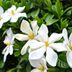 Wave Petunias Launches Anne Geddes Photoshoot Giveaway