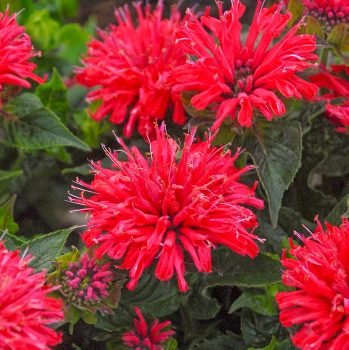 Pw Monarda Pardon My Cerise