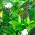 Get Rid of Invasive Japanese Honeysuckle Plants