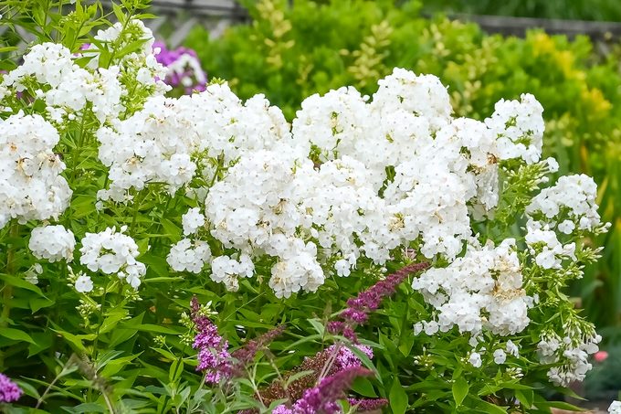 Ball Phlox David Cjw14 (1)