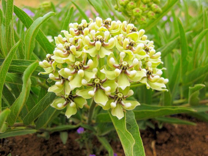 Green,milkweed,flower, rainbow garden