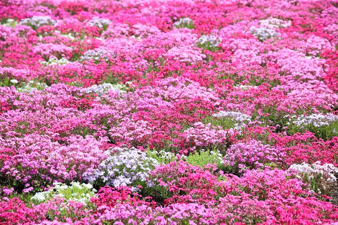Shiba Sakura,(phlox,subulata),festival,near,mount,fuji,,yamanashi,,japan