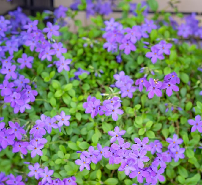 Phlox,stolonifera,'sherwood,purple',commonly,called,creeping,phlox,and,useful