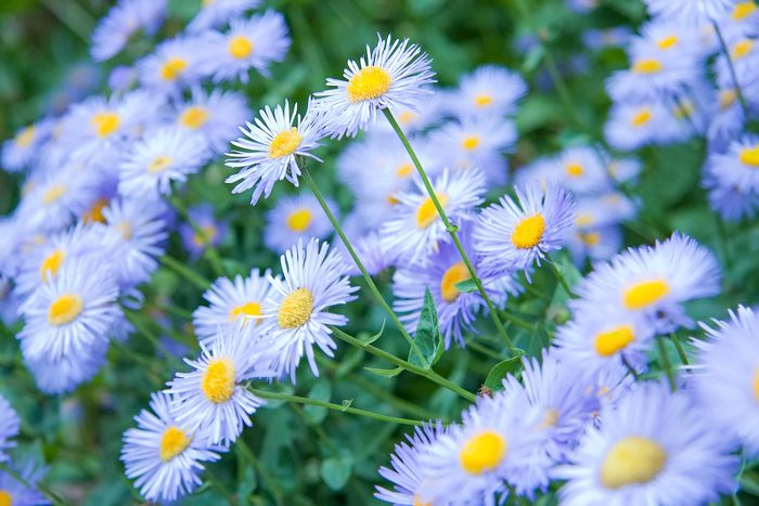 Wild,blue,asters, rainbow garden