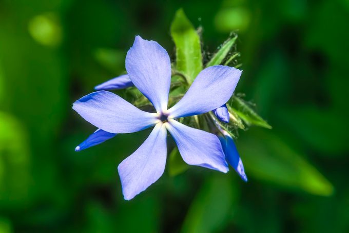 Woodland,phlox,(phlox,divaricata),in,garden,,moscow,region,,russia