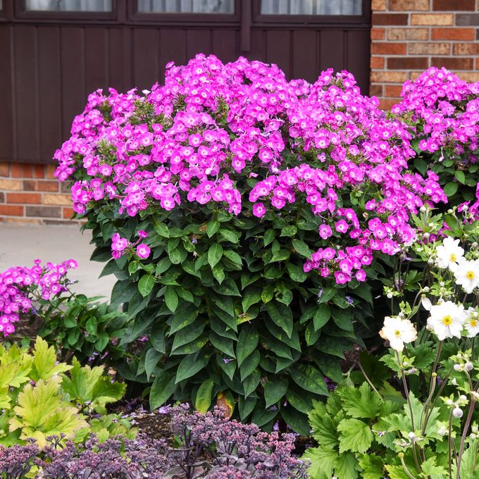 Walters Phlox Paniculata Dream Girl Ppaf 0002 High Res