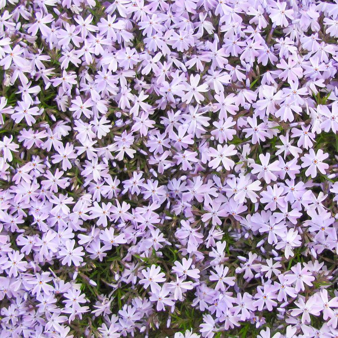 Walters Phlox Subulata Blue Emerald 0001 High Res